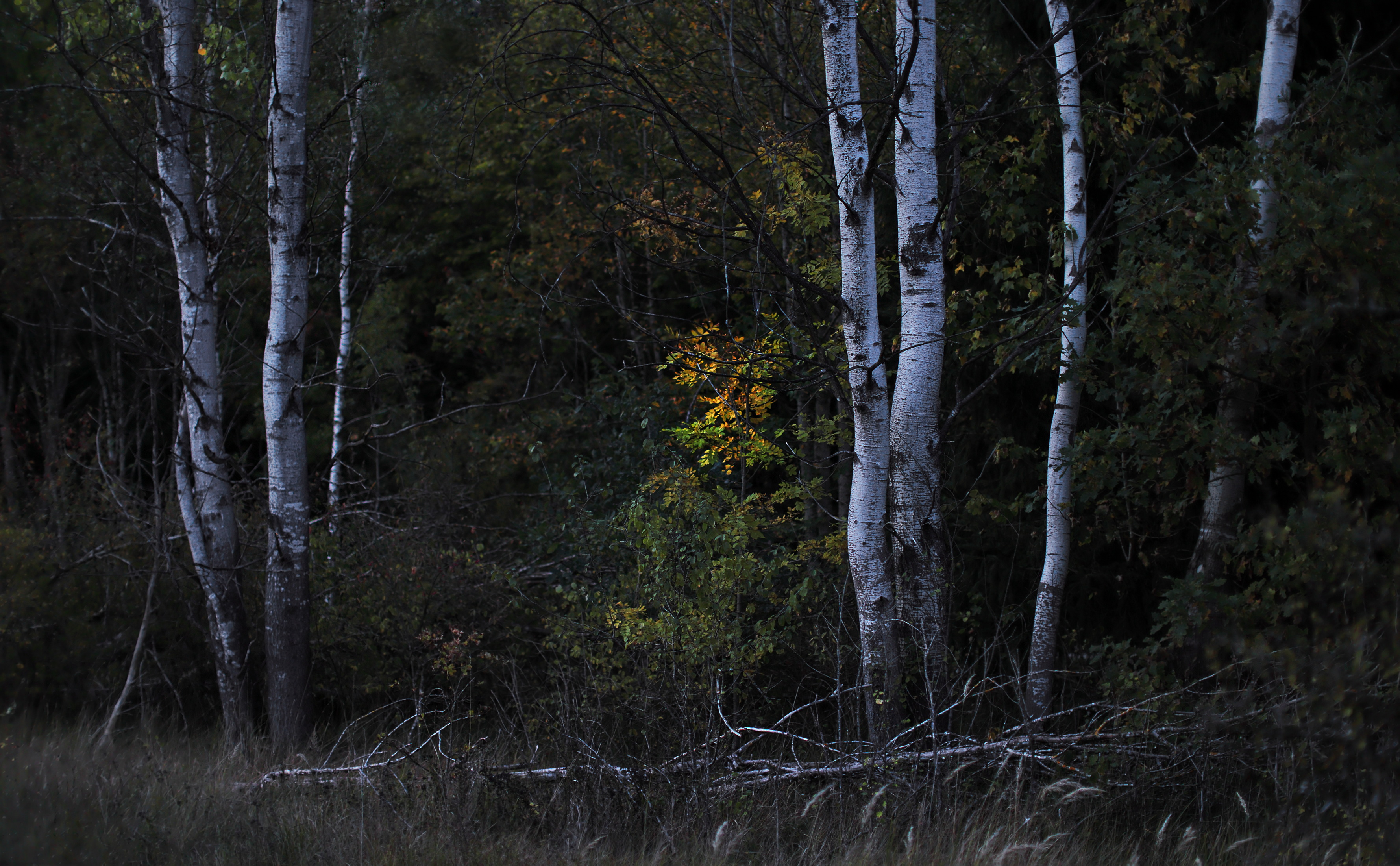 Im dunklen Wald...