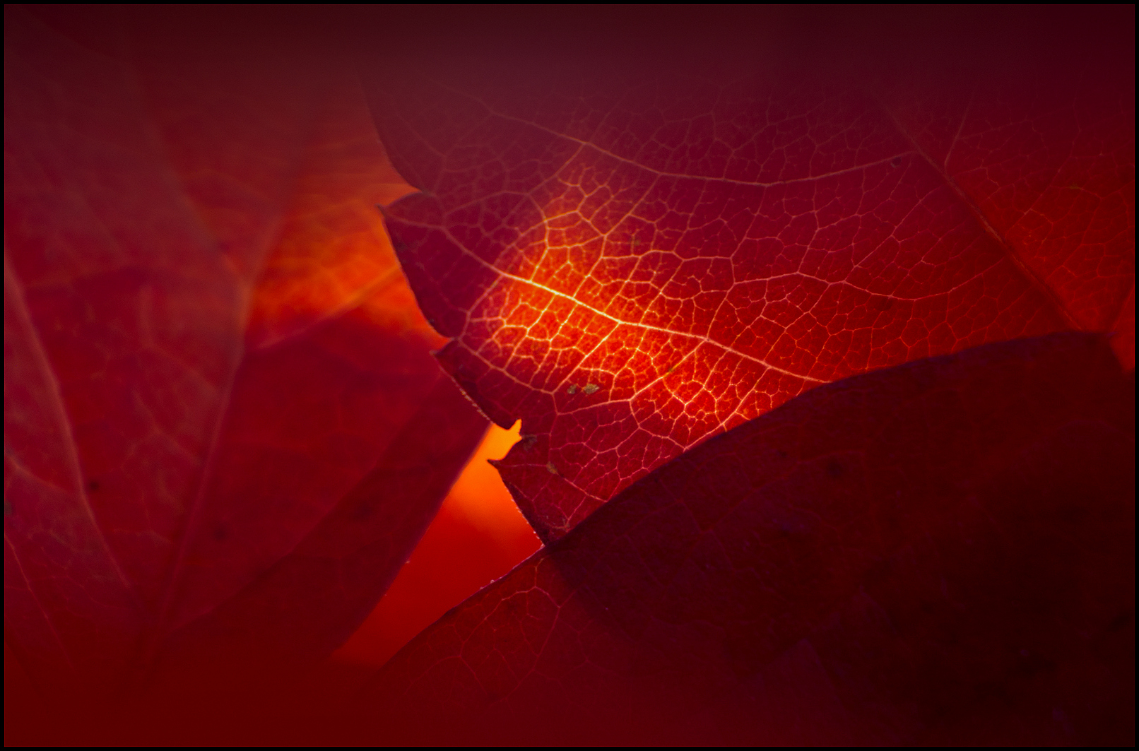 Herbst