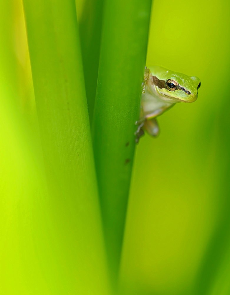 Laubfrosch im Schilf (2)