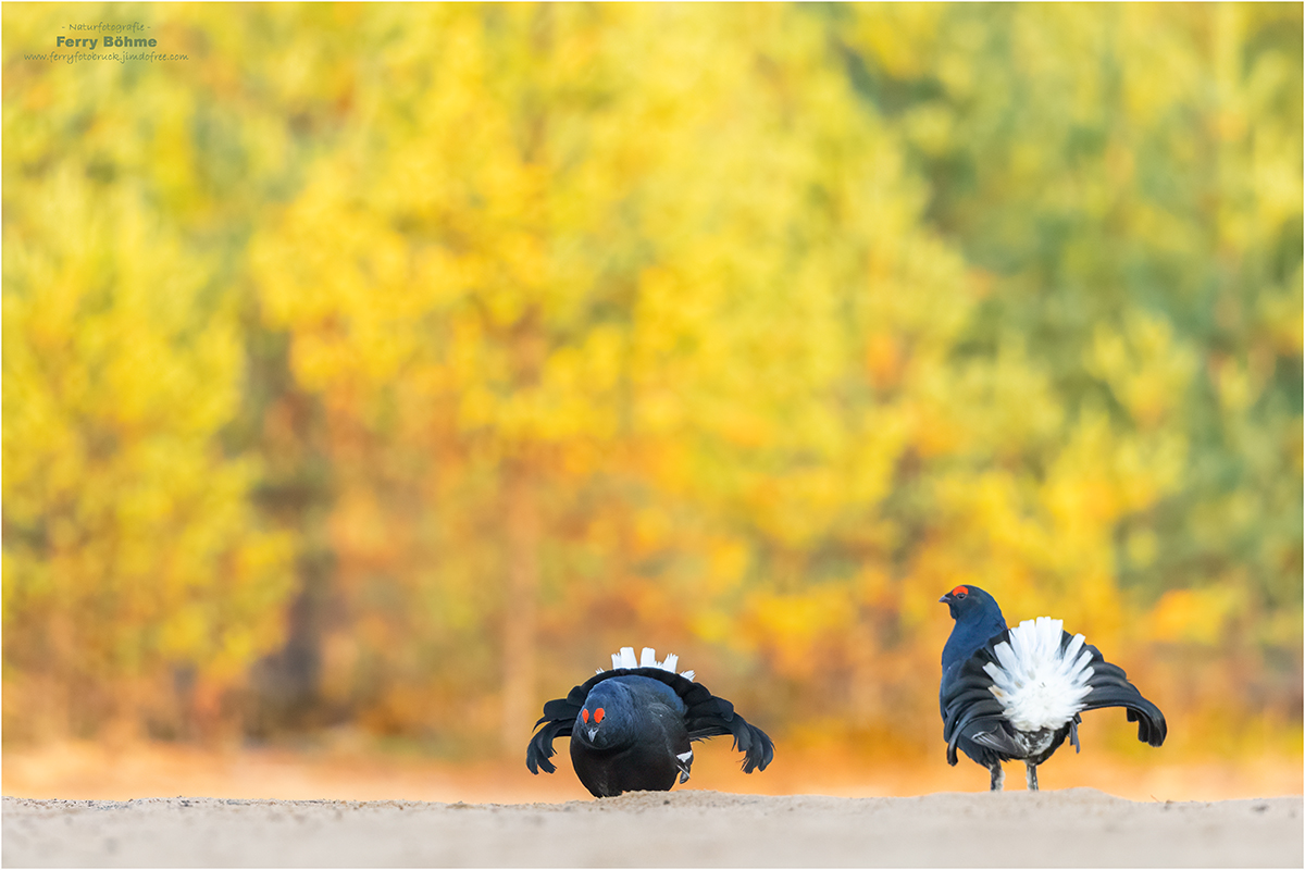 Die Herbstbalz ...
