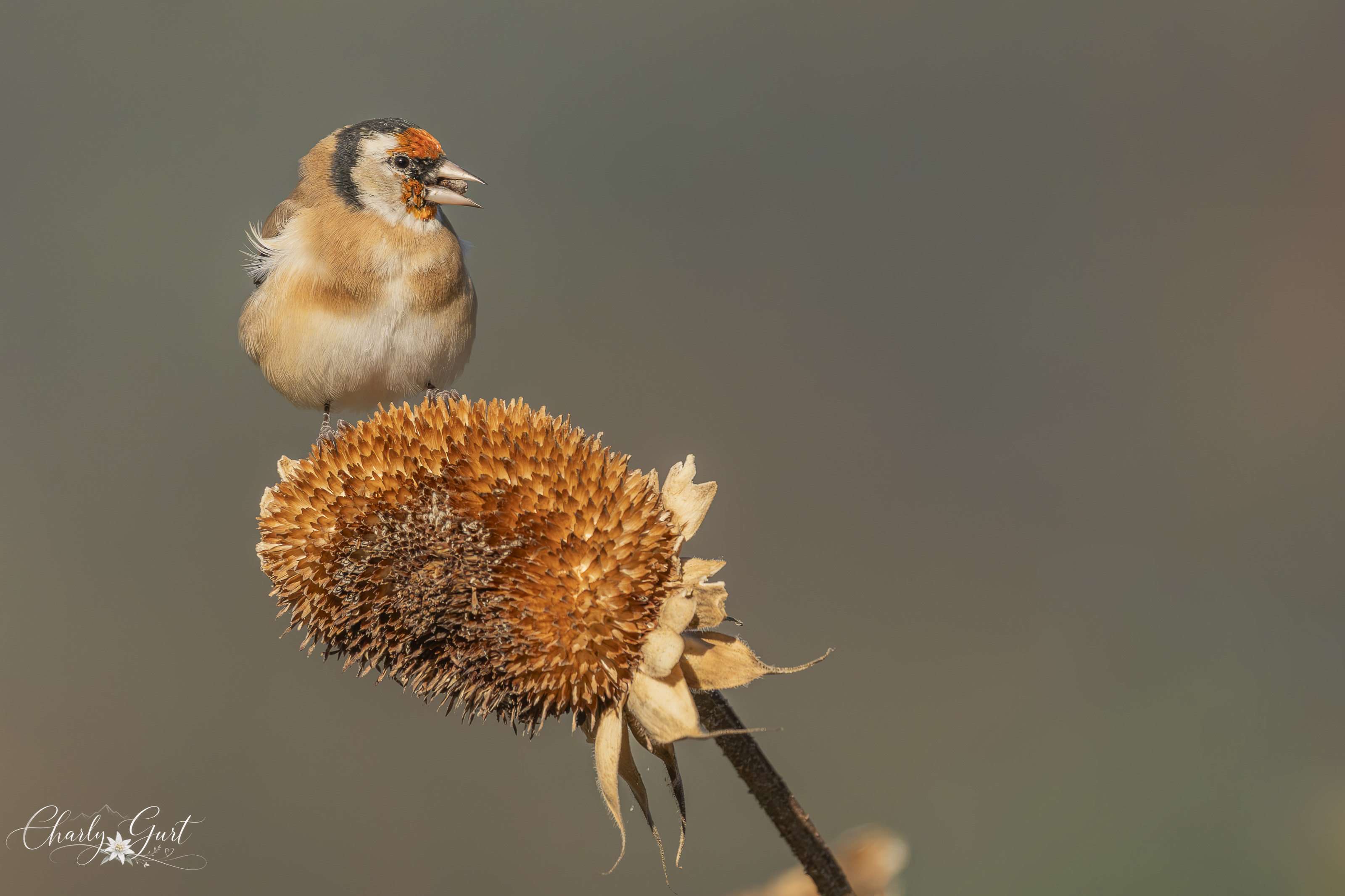 Die Natur deckt den Tisch