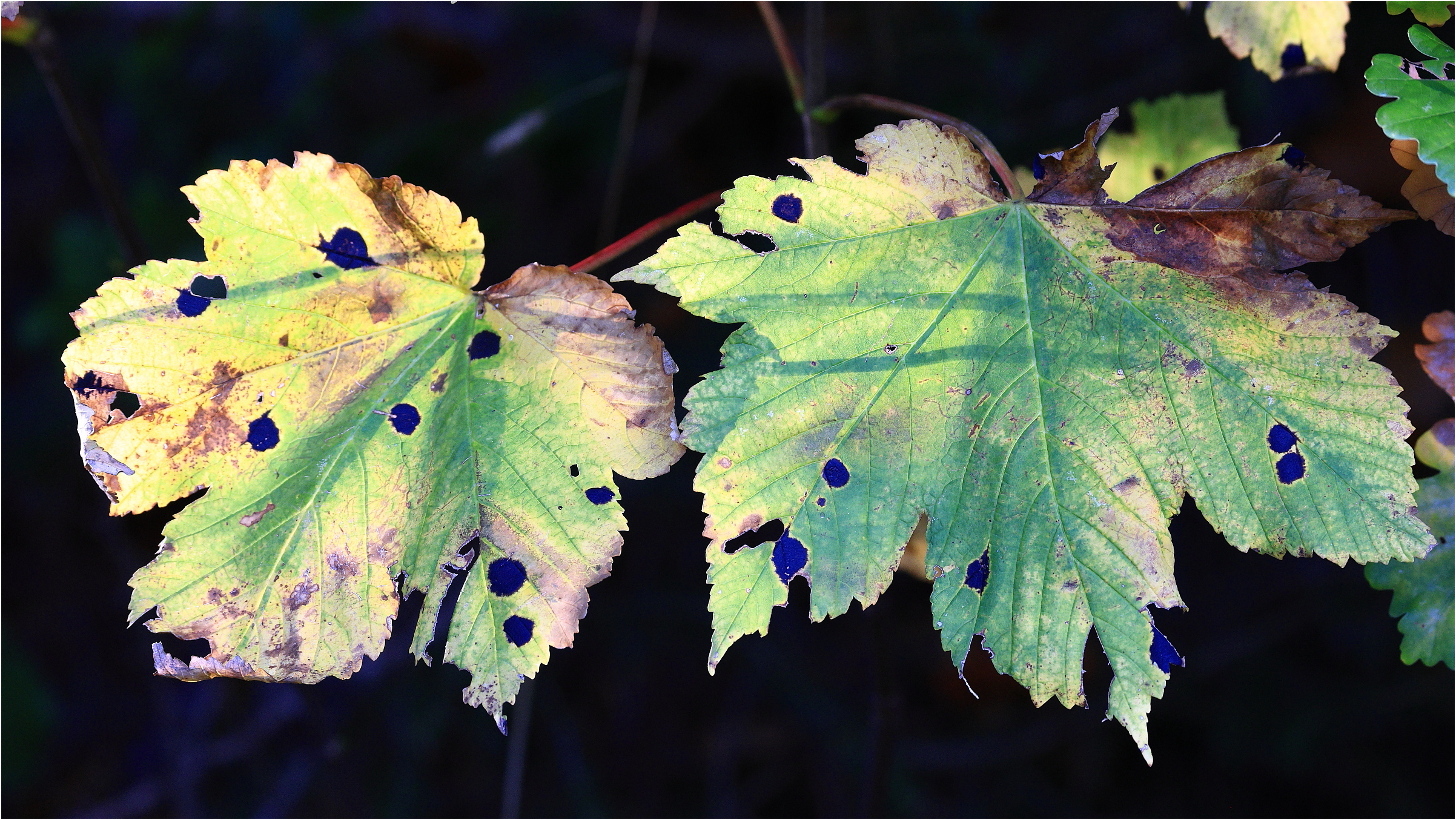 Herbstfarben