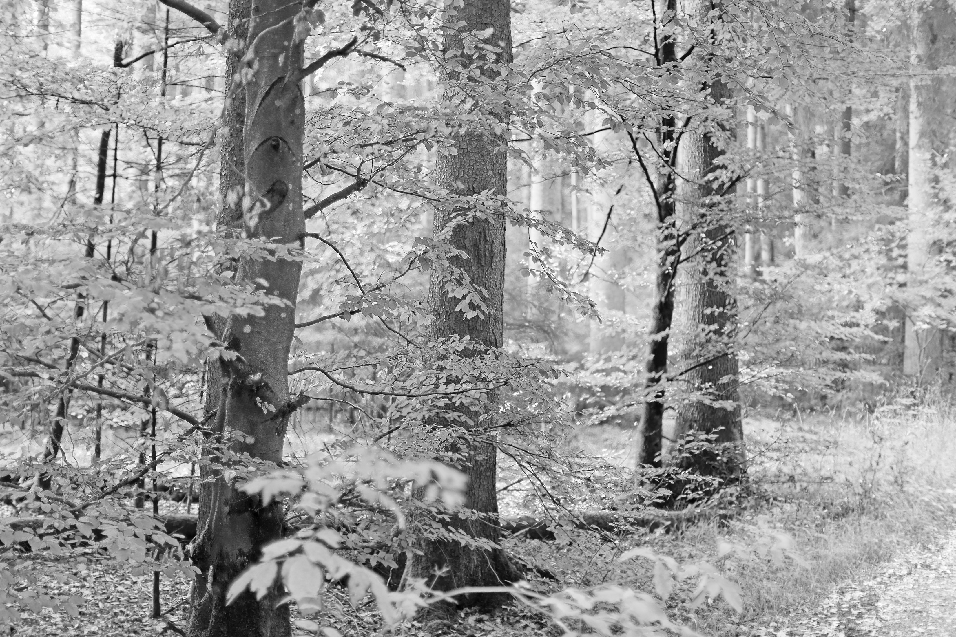 Im hellen Wald