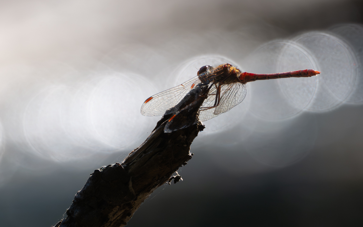 Heidelibelle im Gegenlicht