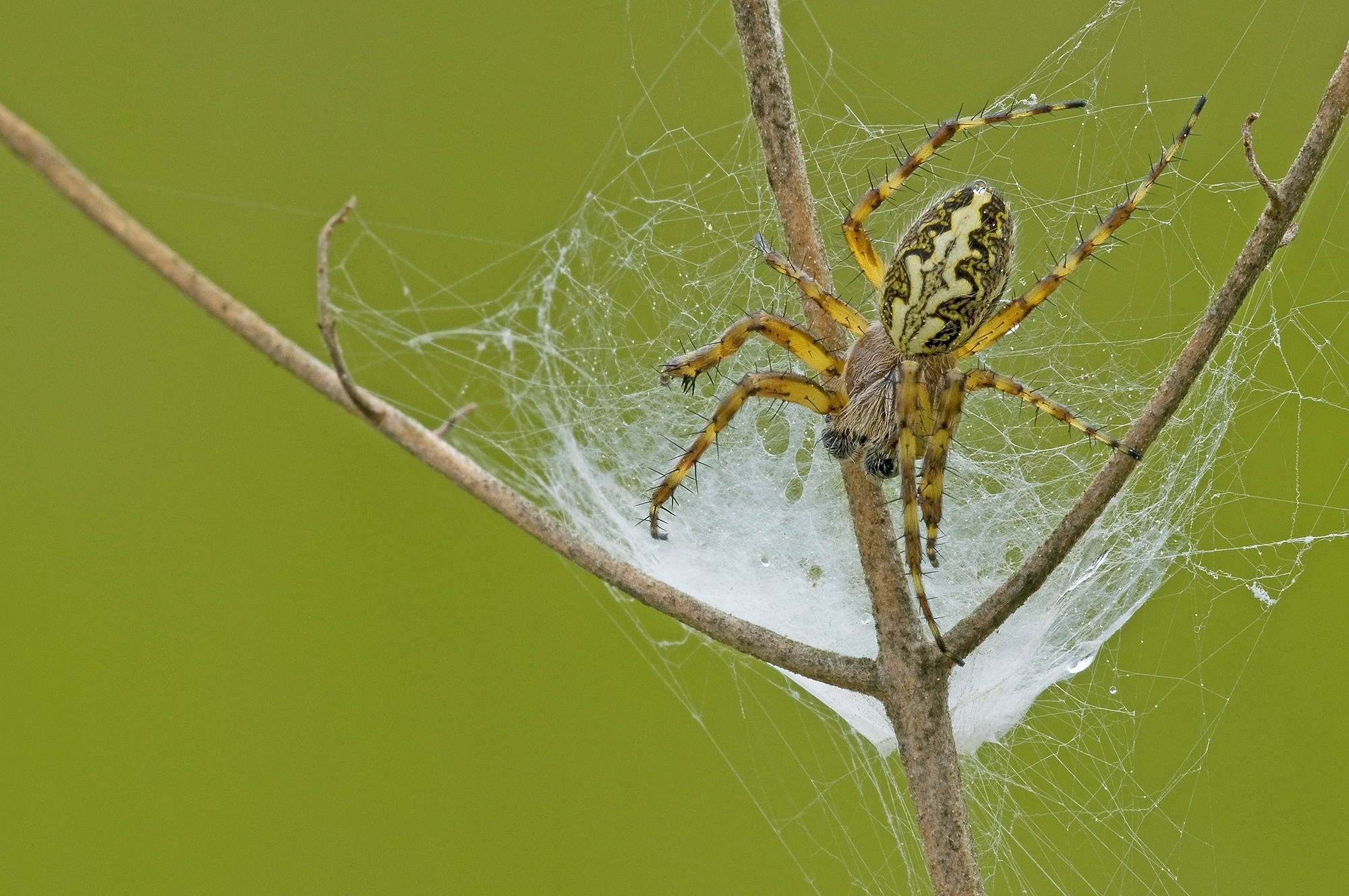 Eichblatt Kreuzspinne