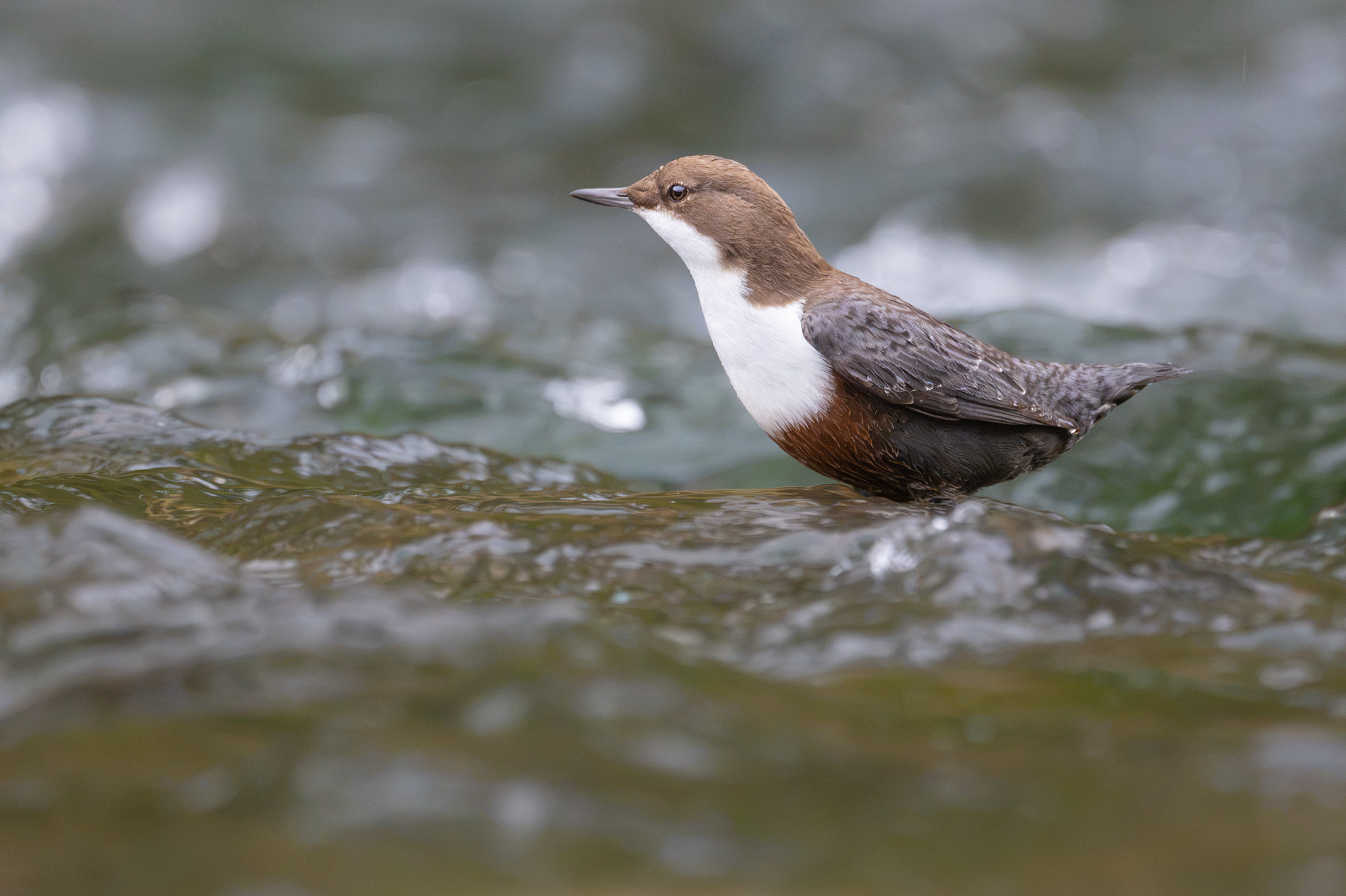 Wasseramsel