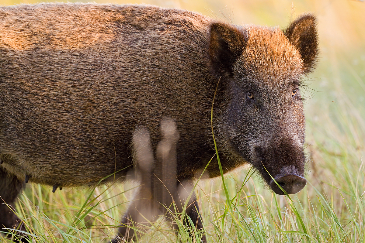 Schwein gehabt