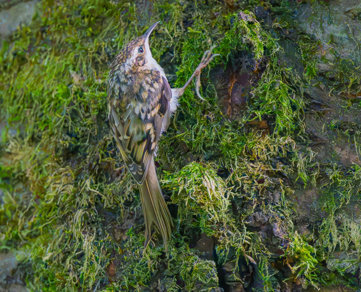 Der Flinke
