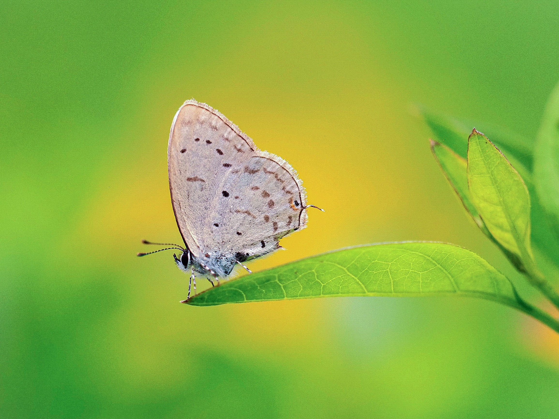 White-tipped Ash Blue