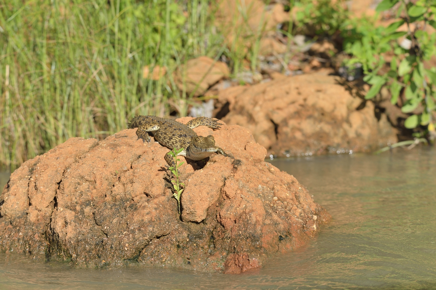 juveniles Nilkrokodil