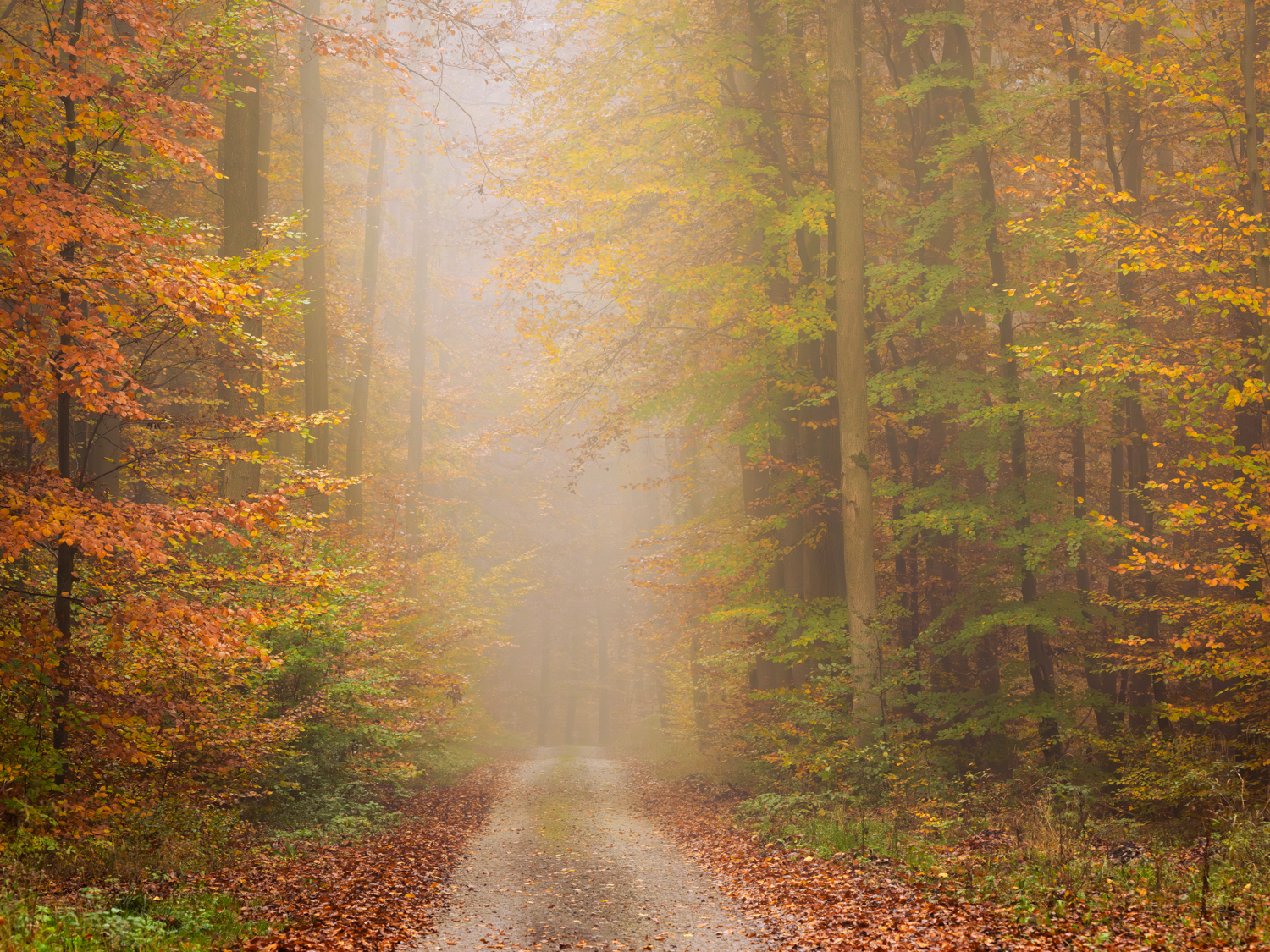 Buchenwald im Nebel