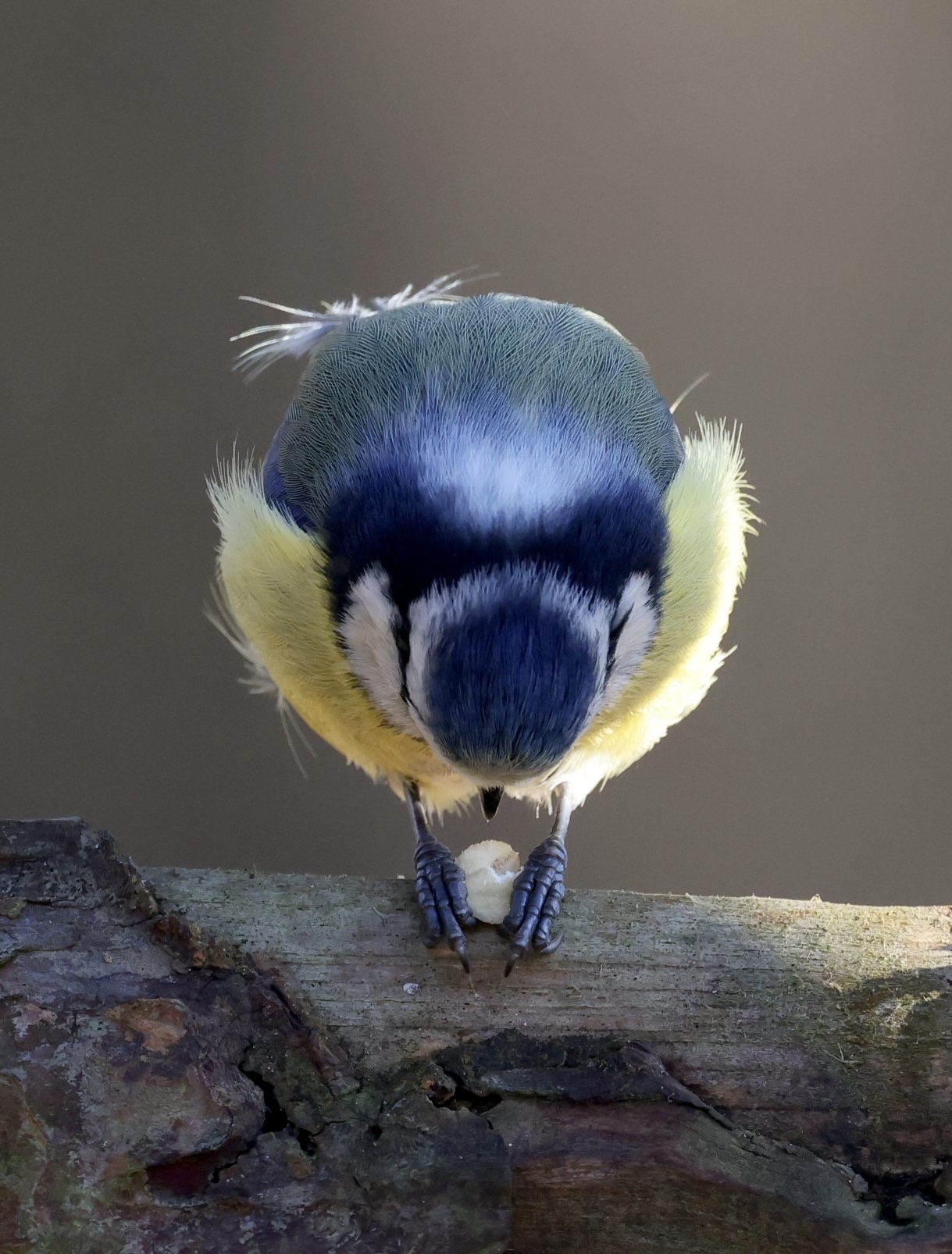 Blaumeise