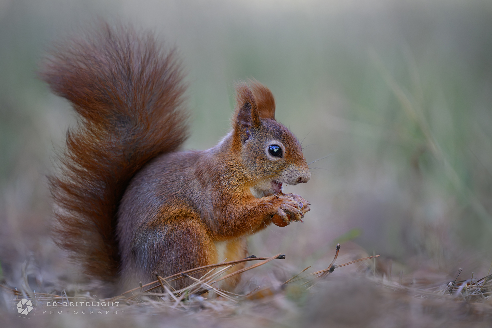 Kobold im Herbst