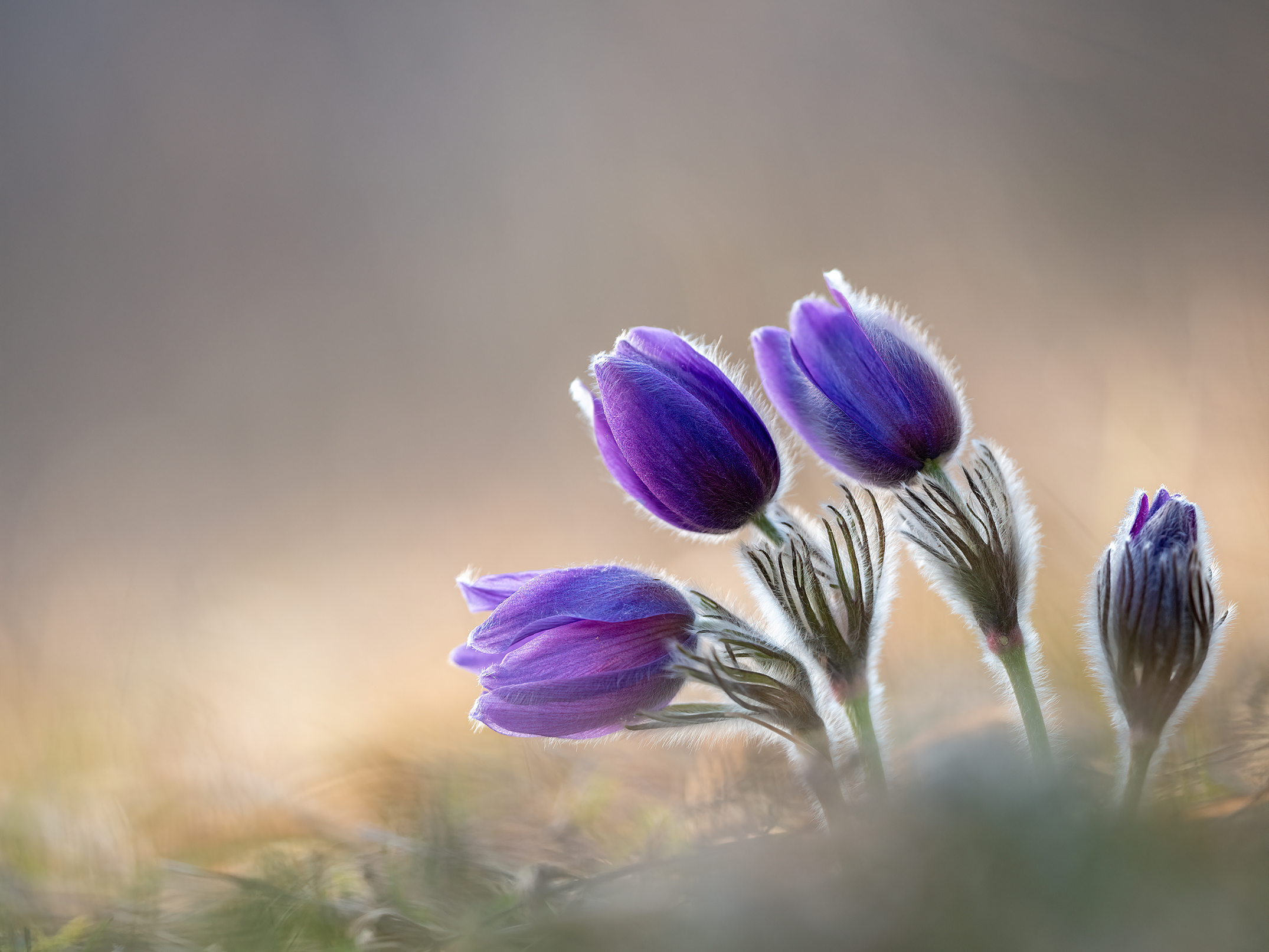Frühling '26