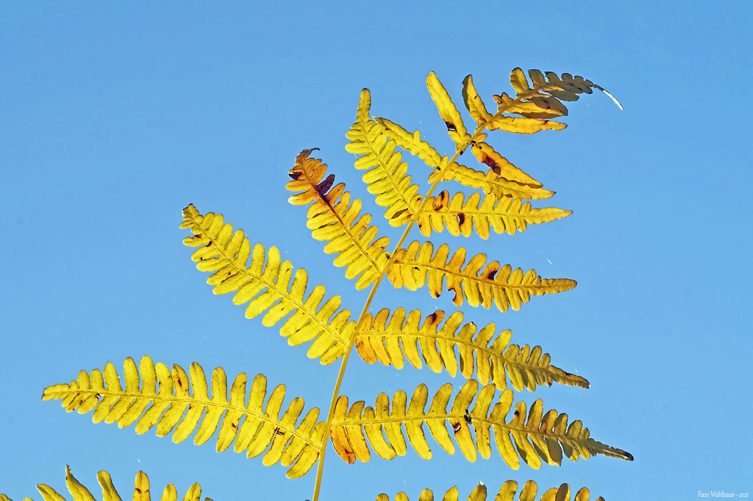 Farnikus Glanz in der Oktobersonne