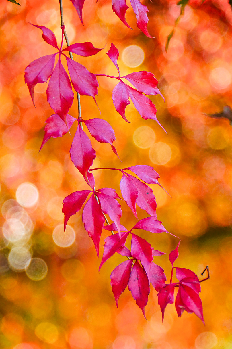 Herbstknaller