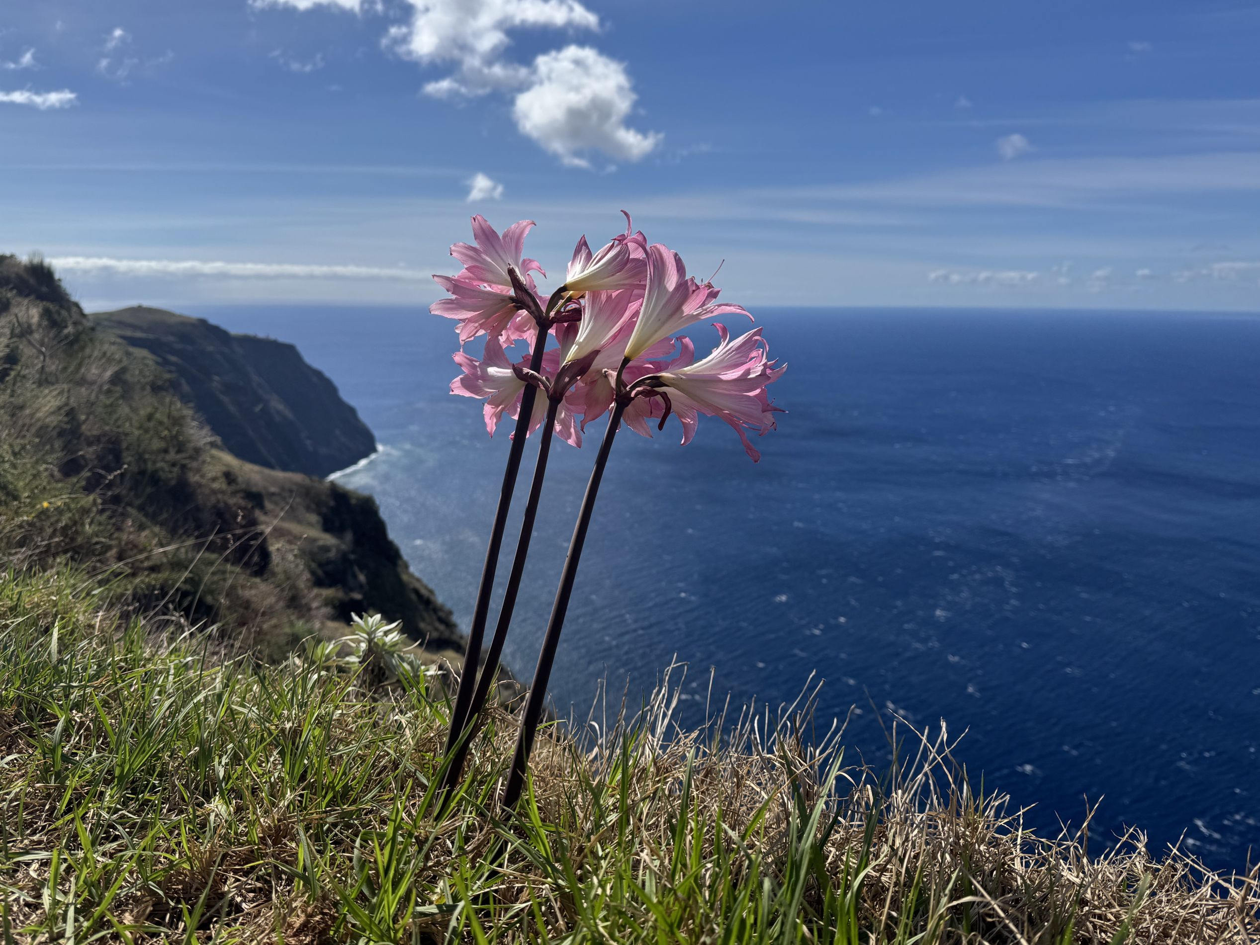 Belladonna amaryllis Madeira