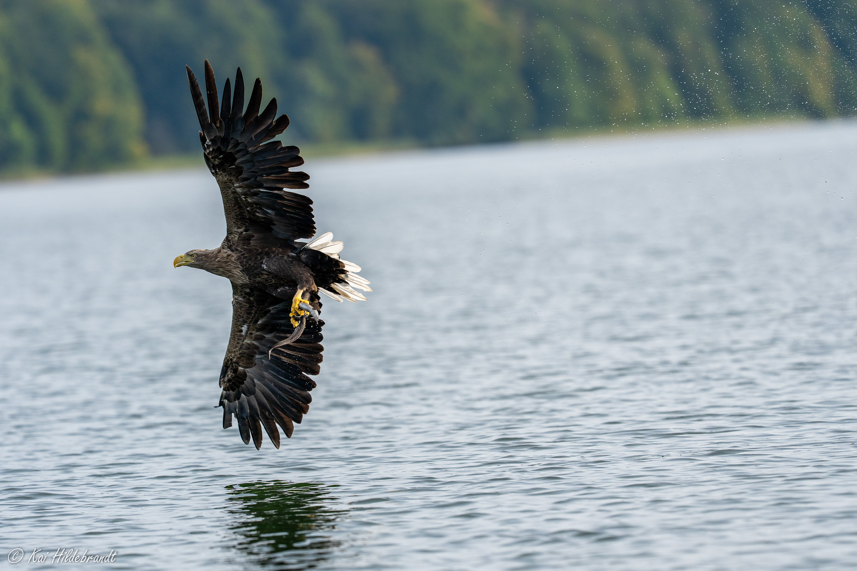 Seeadler mit Beute