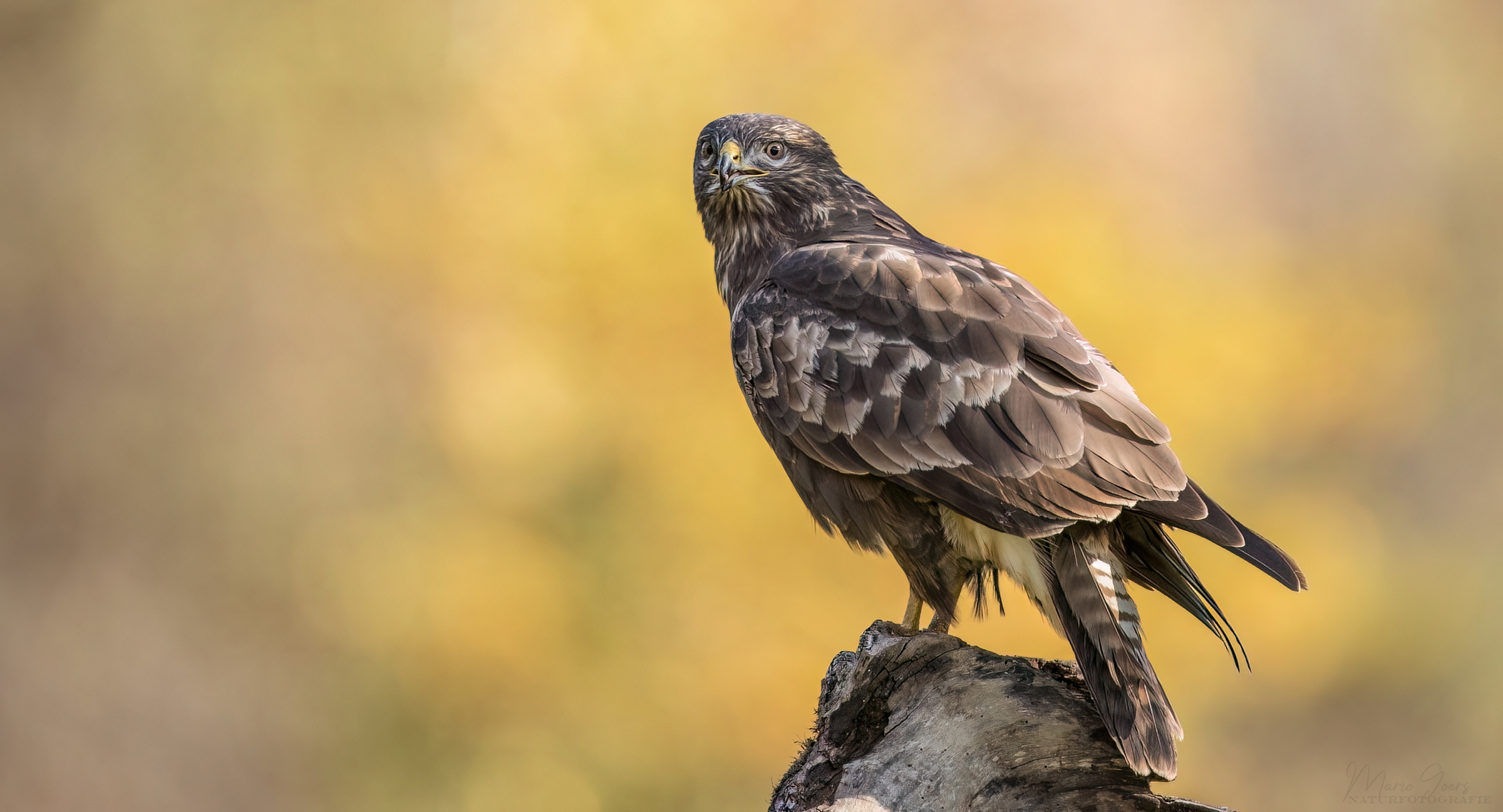 Mäusebussard im Herbst - HG