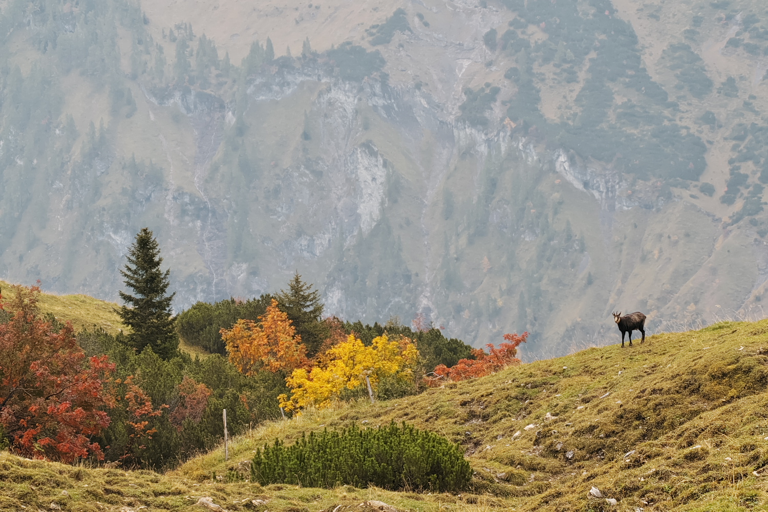 Herbst auf der Alm