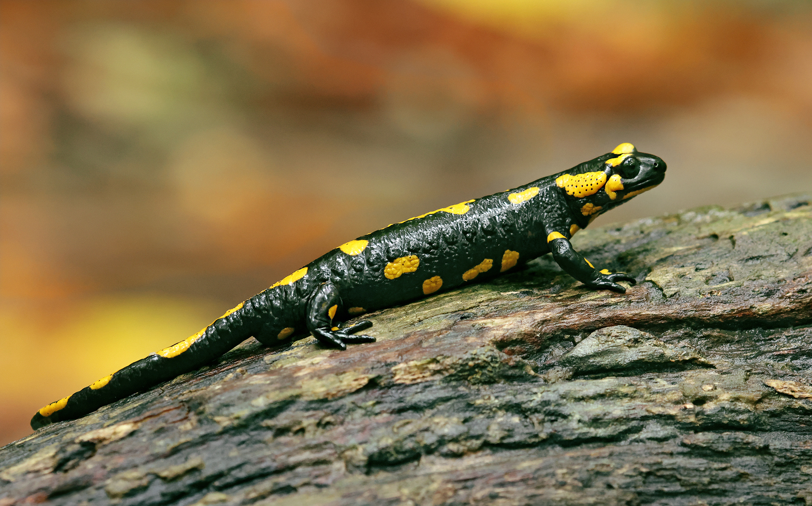 Feuersalamander im Herbstfeuer