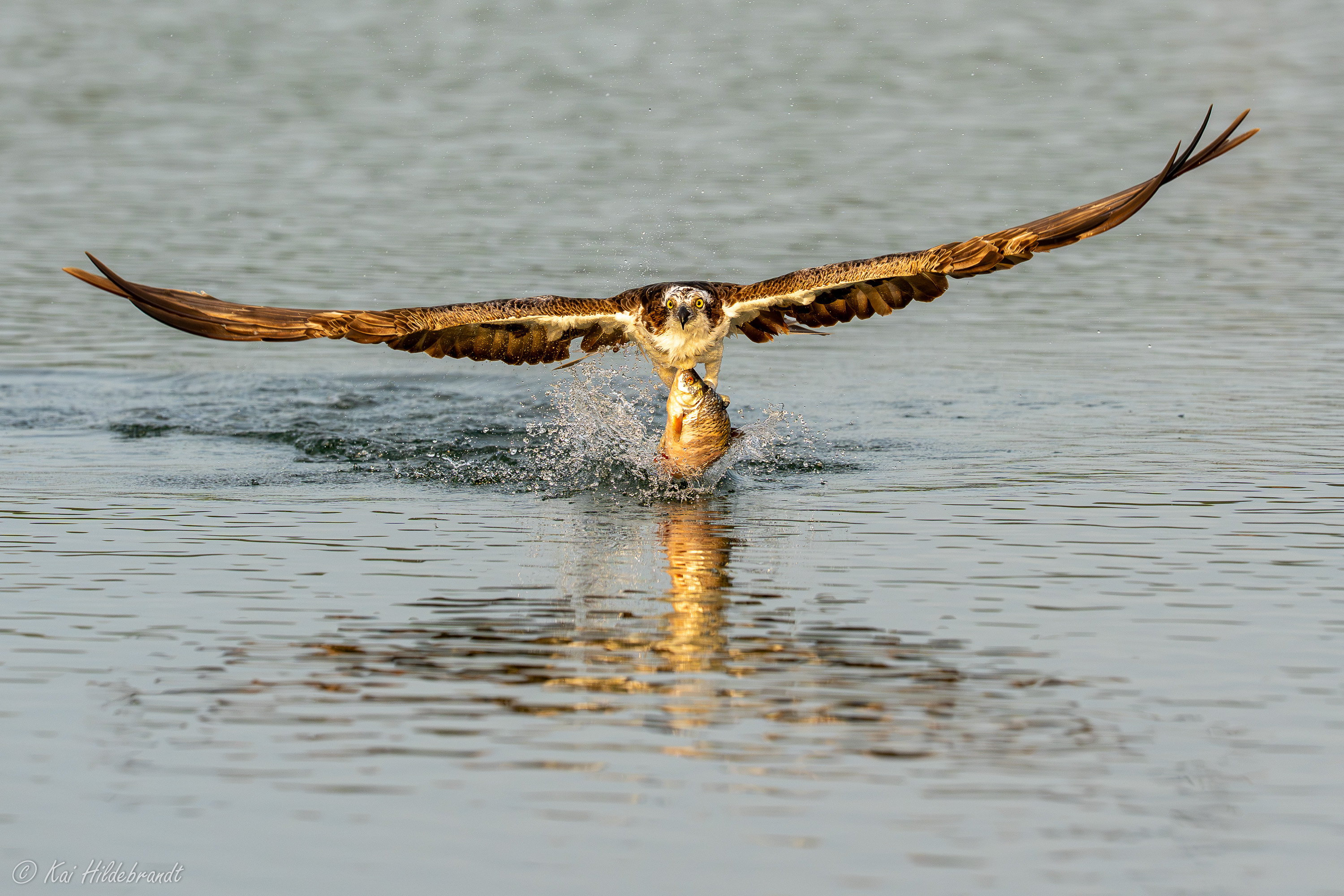 Fischadler nach erfolgreicher Jagd