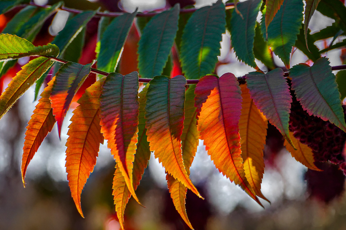 der Herbst hängt an Leine ;-))