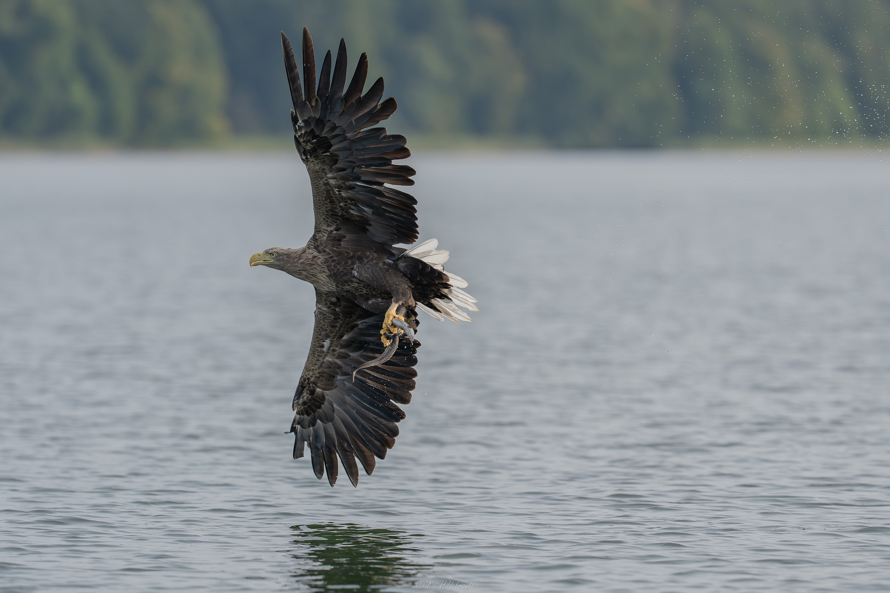 Seeadler mit Beute