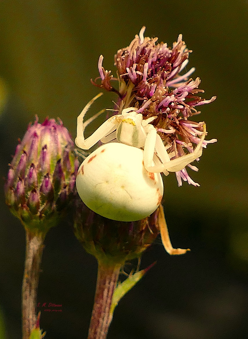 Die Veränderliche Krabbenspinne
