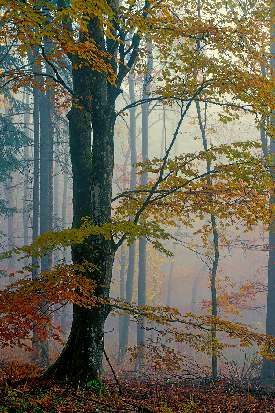 Buntes Herbstlaub und Nebel  ...