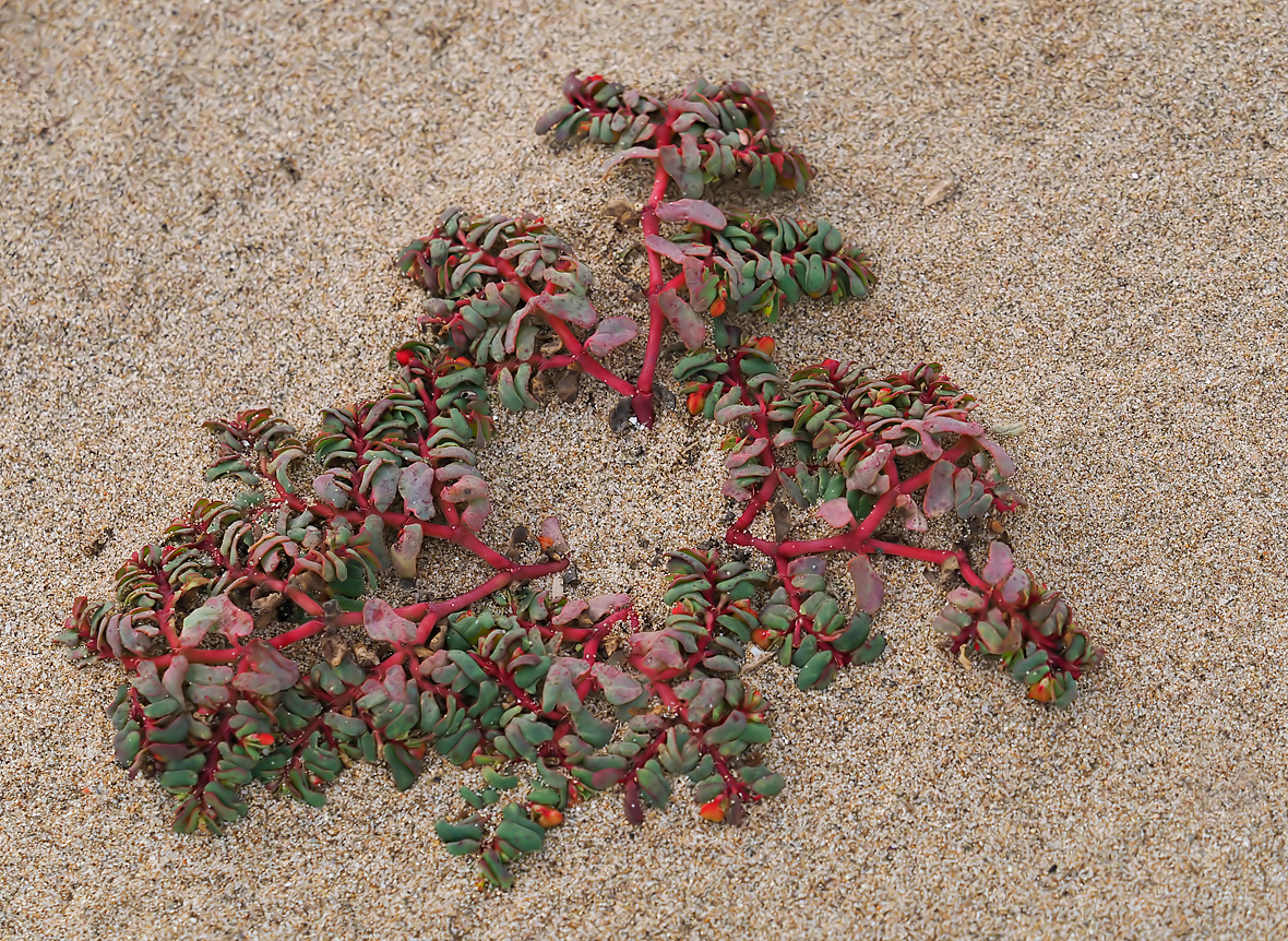 Meerstrand Wolfsmilch