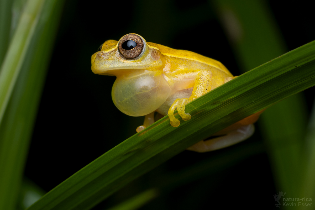 Kleinköpfiger Laubfrosch (Dendropsophus microcephalus)