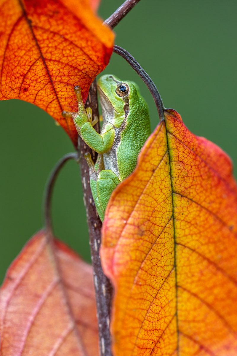 Herbst-Laubi ....