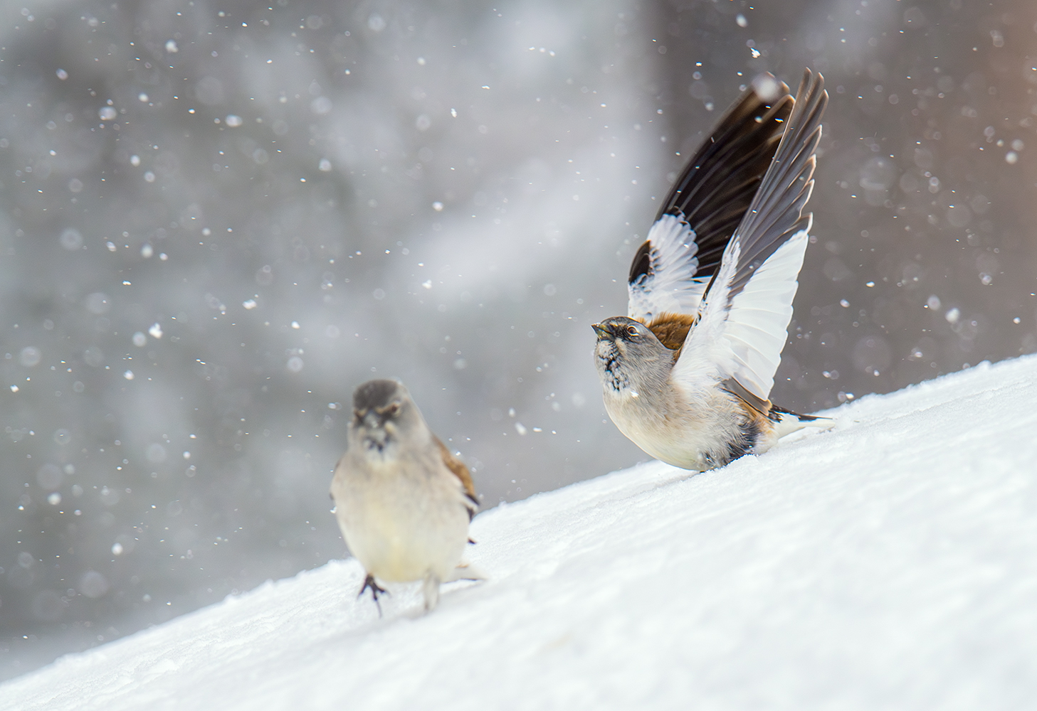 Im Schneefall fühlen sie sich wohl