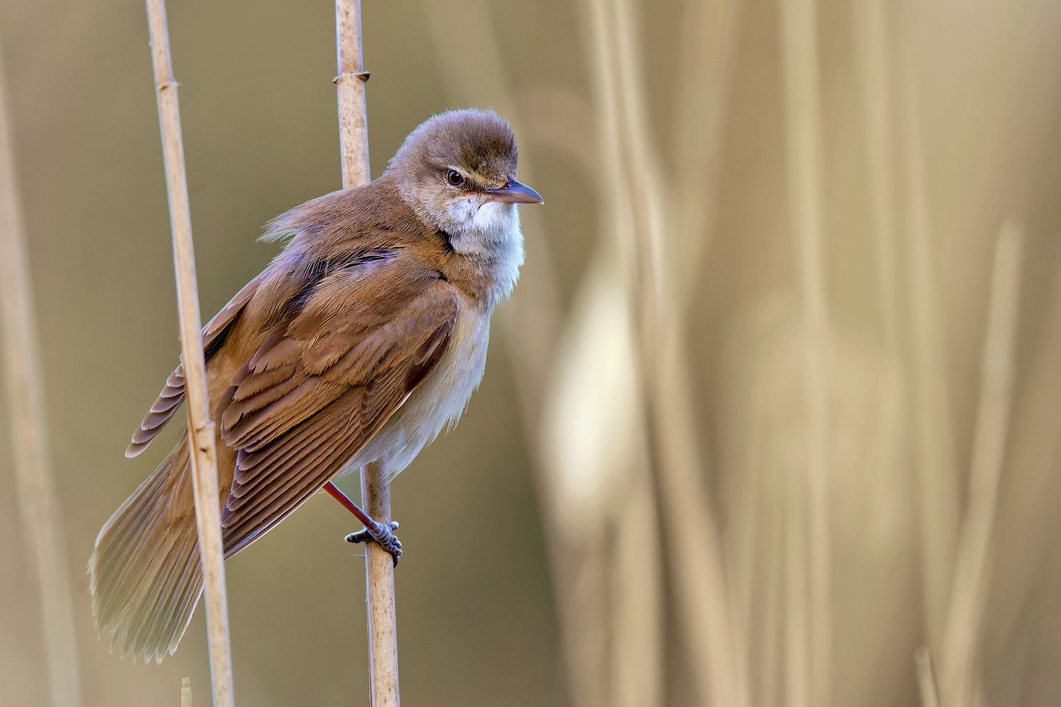 Grumpy Bird