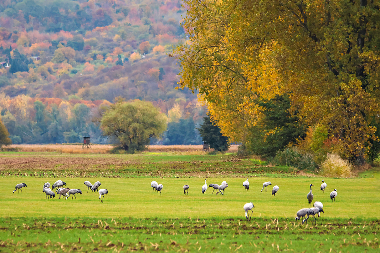Kraniche vor herbstlicher Kulisse