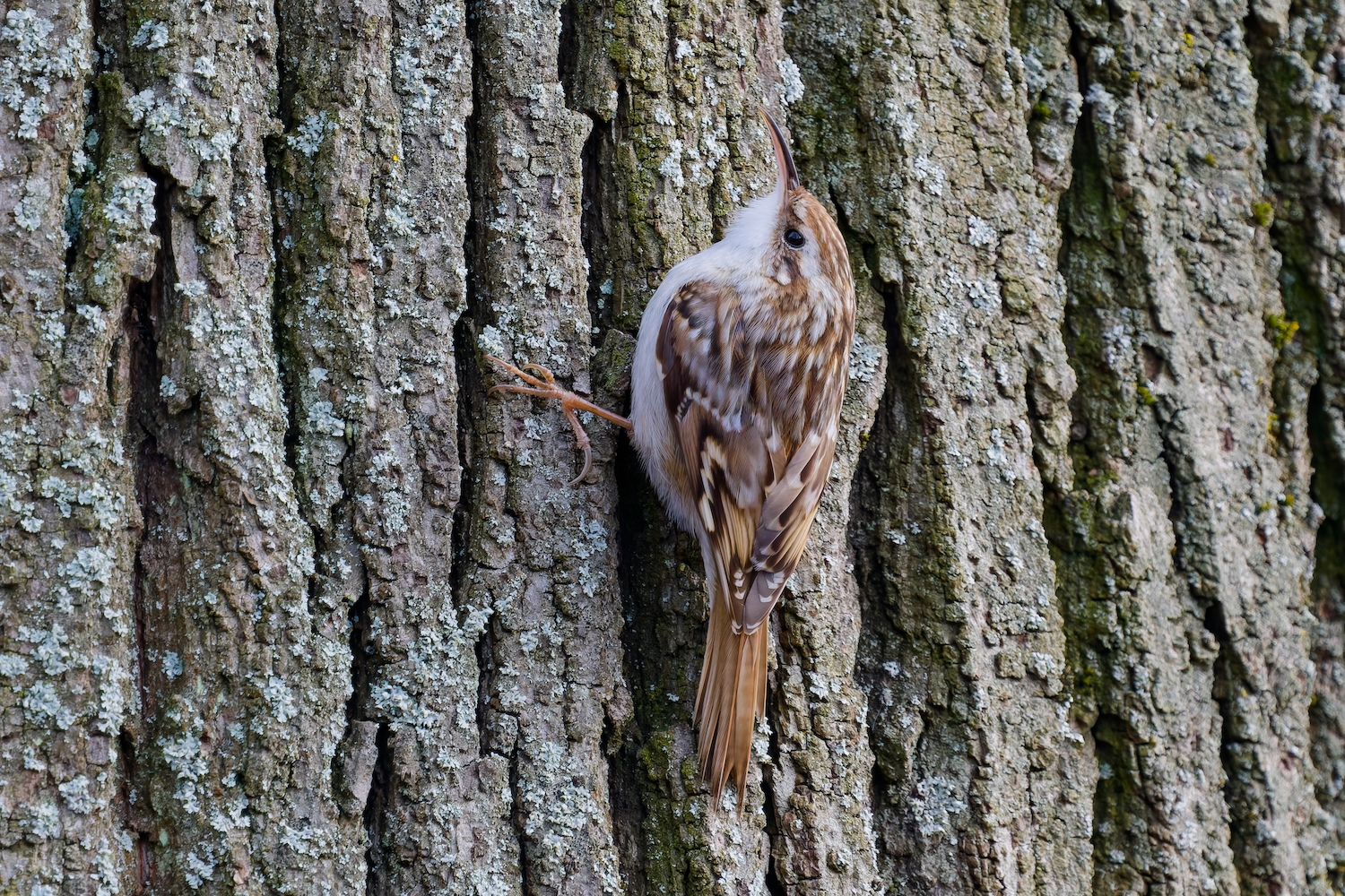 Gartenbaumläufer