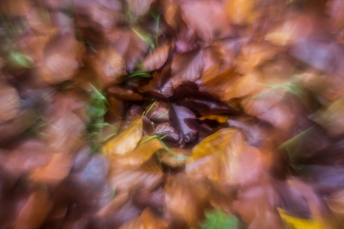 Herbstlaub mit Altlinse