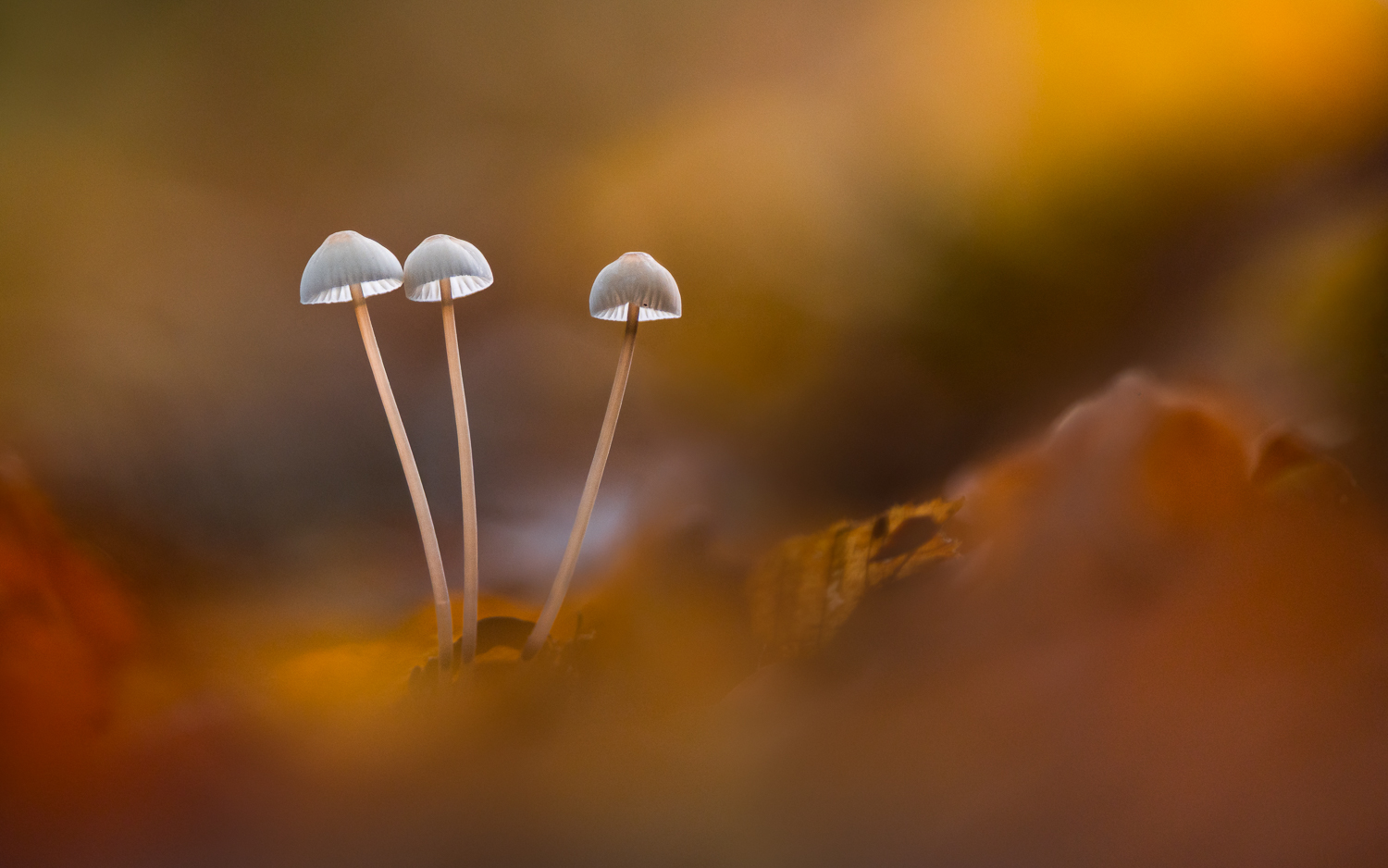 Herbststimmung
