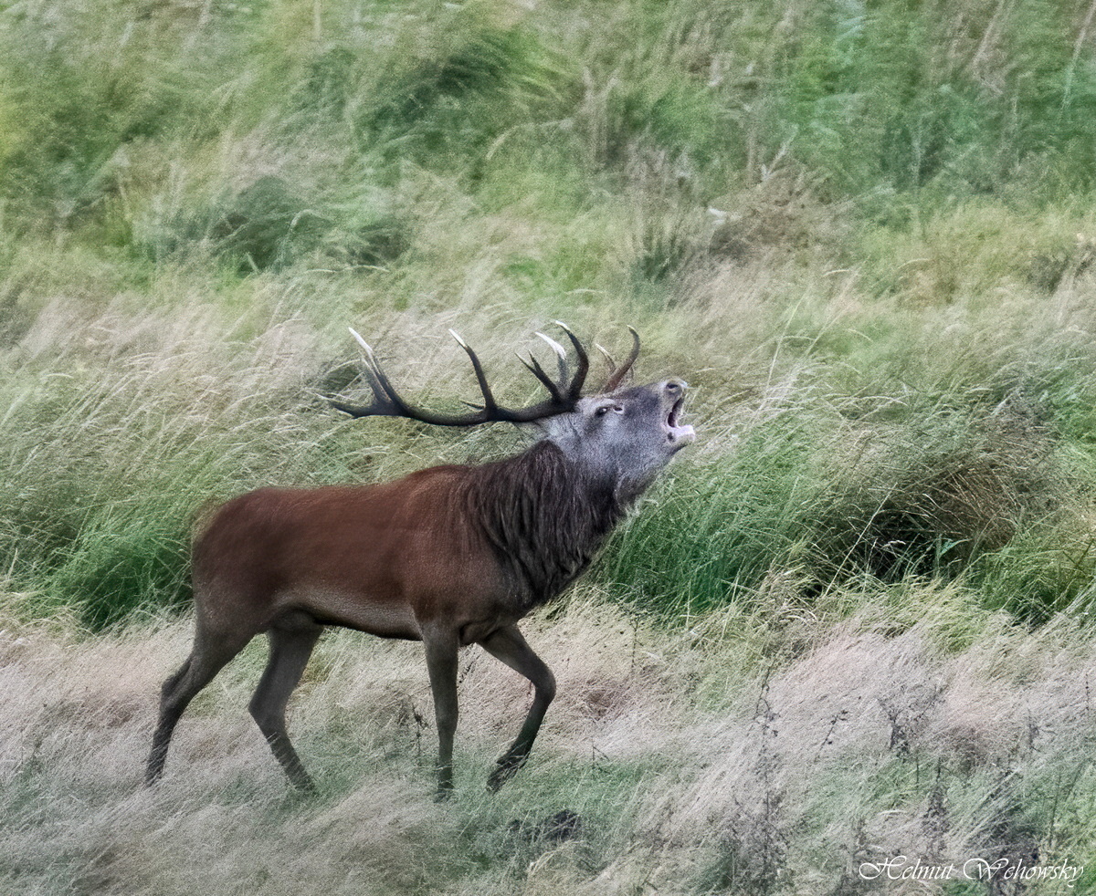 Brunft auf dem Darss