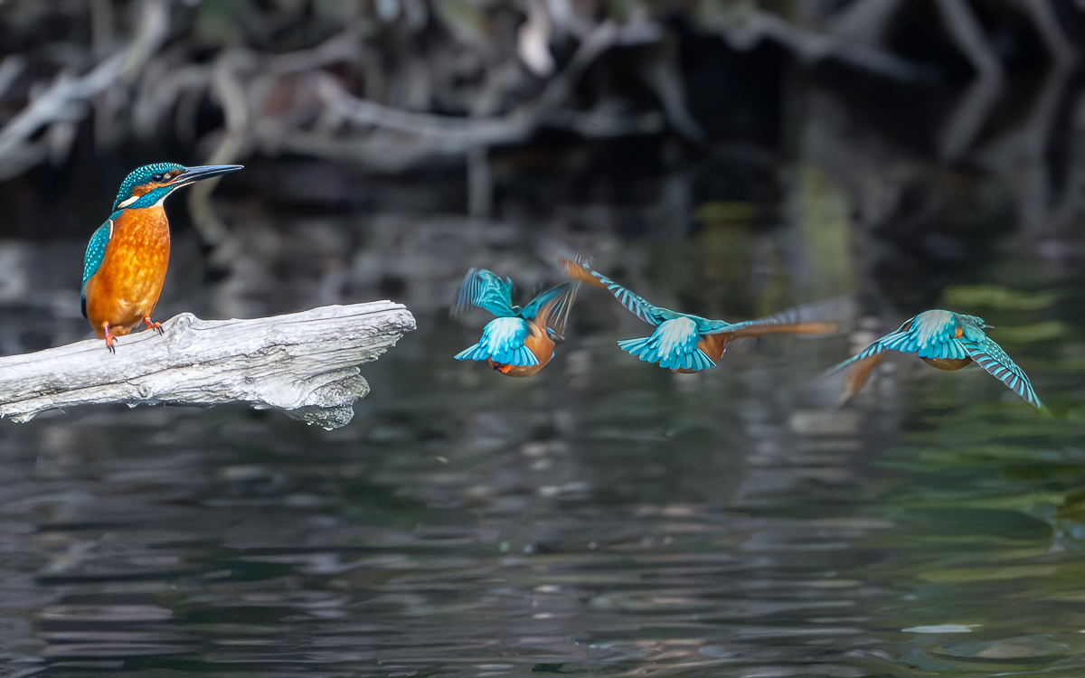 Eisvogel Flucht
