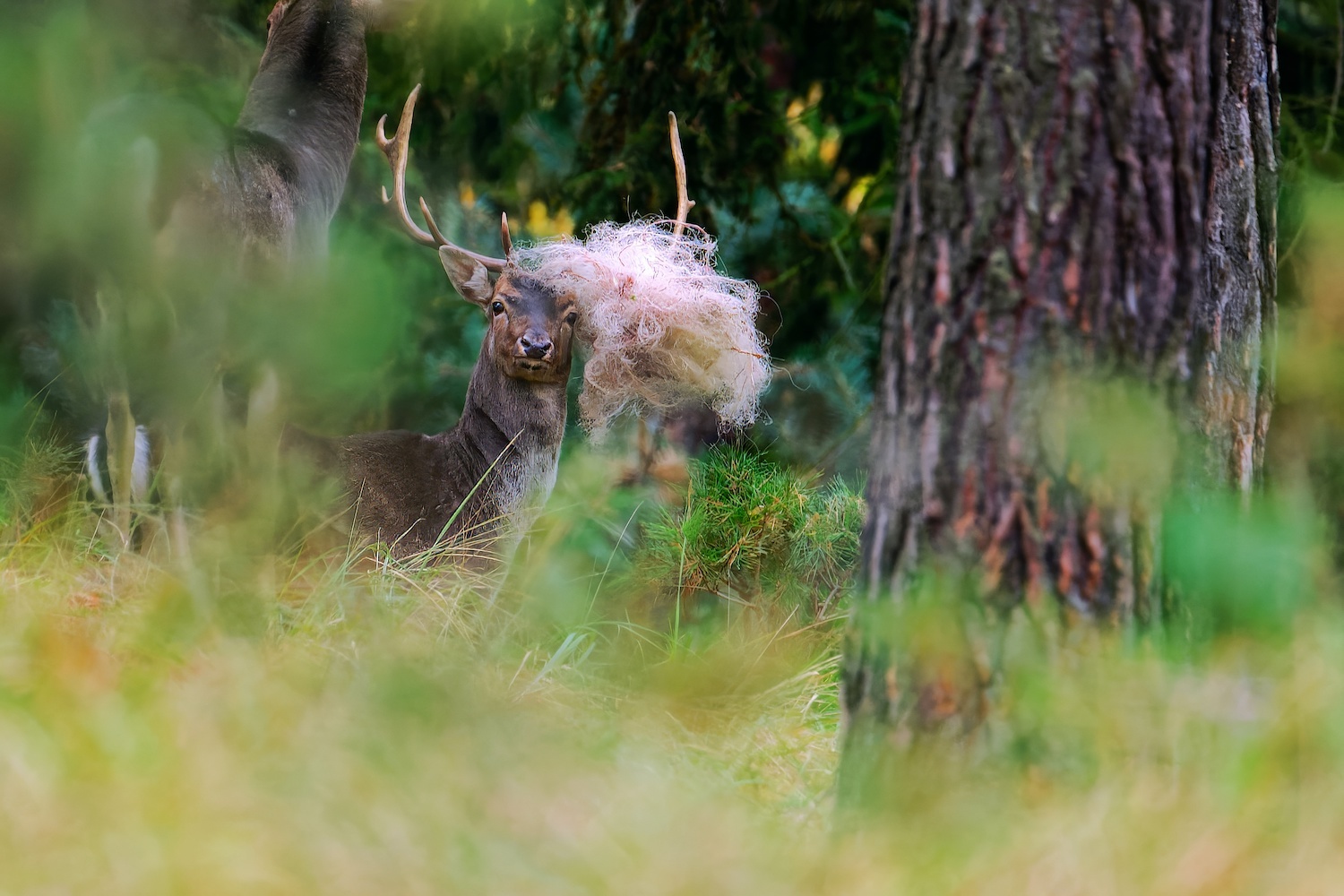 ich hab' die Haare schön …