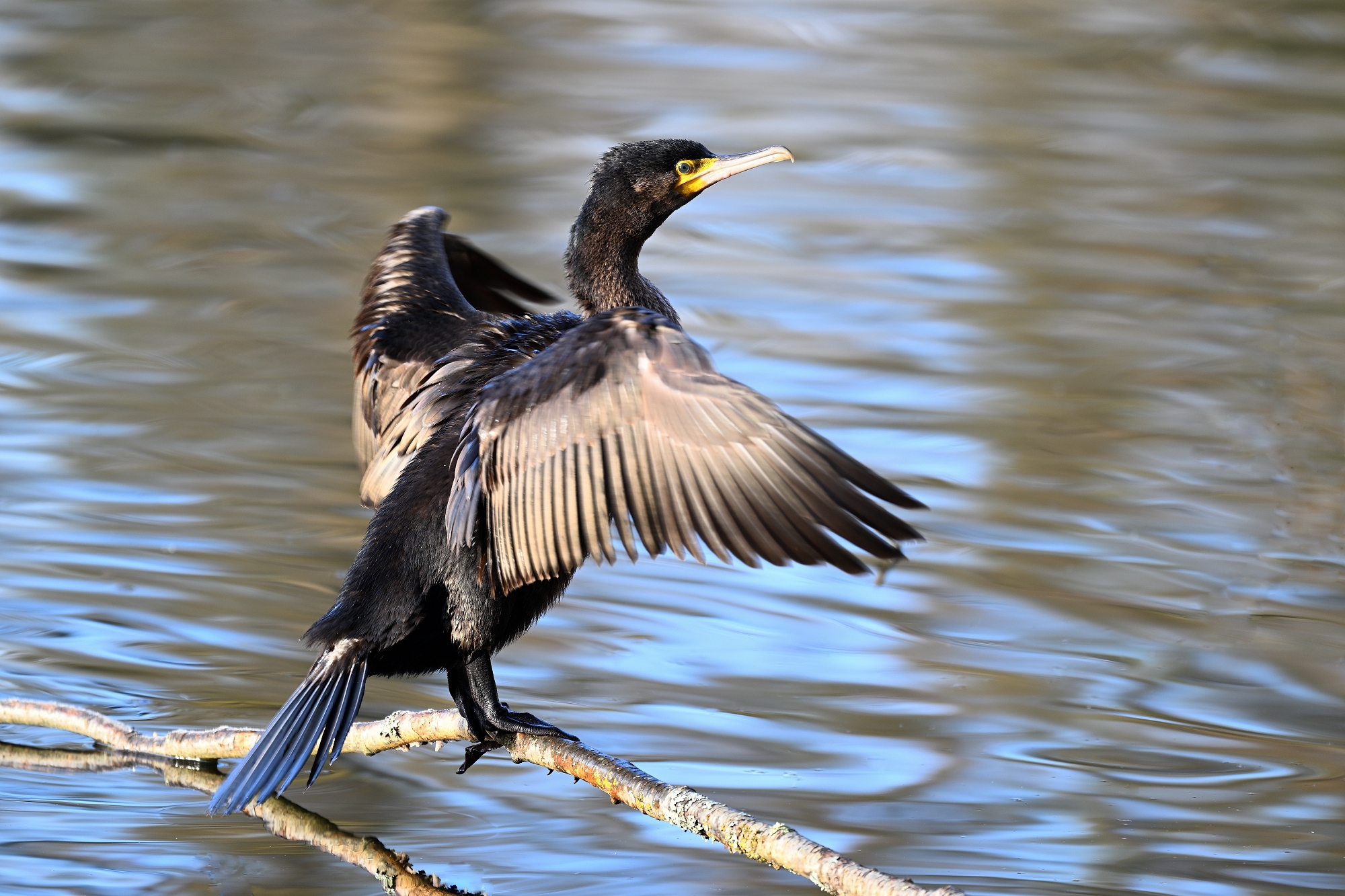 Kormoran