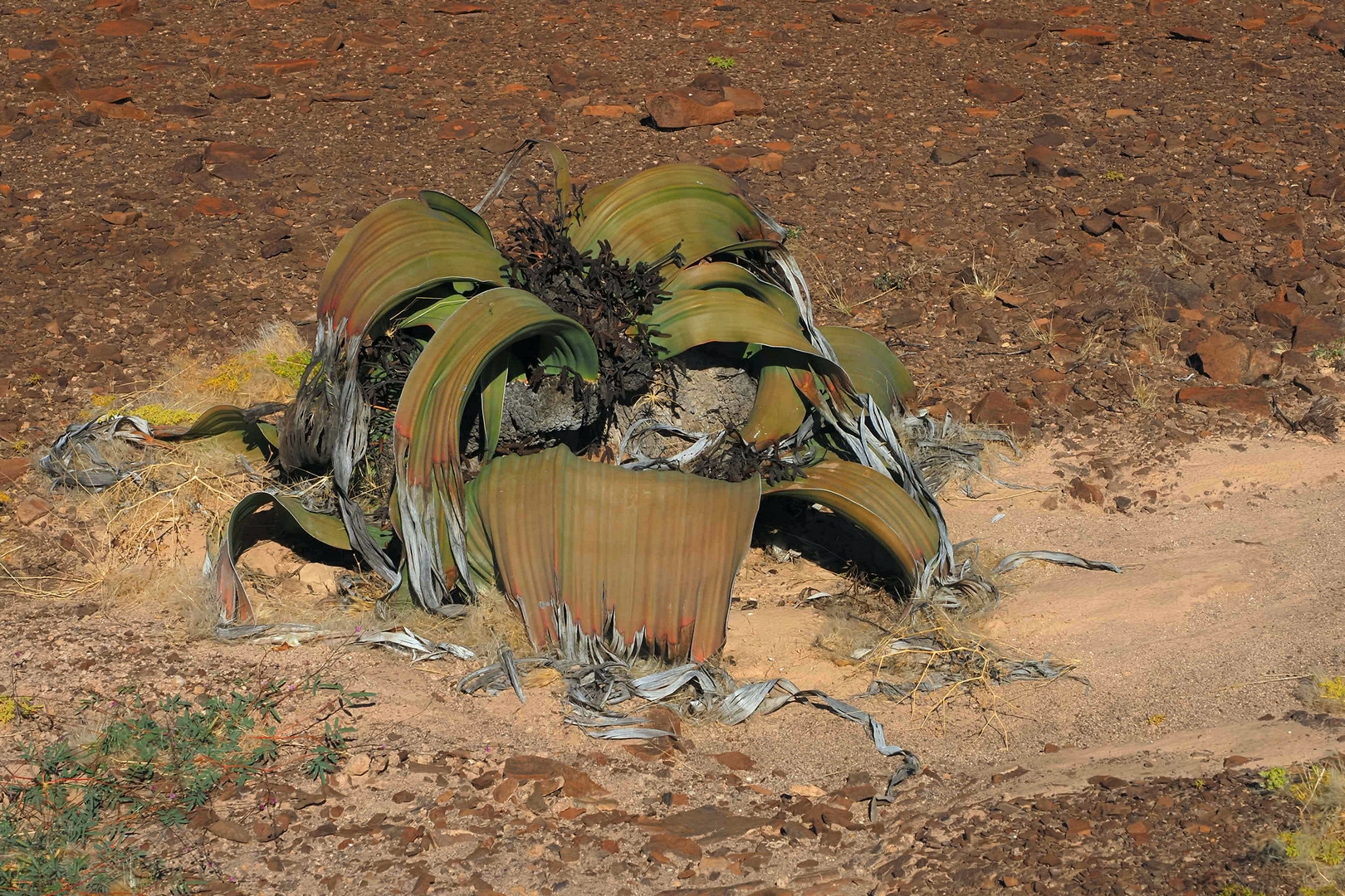 Tweeblaarkanniedood - die Herrscherin der Namib
