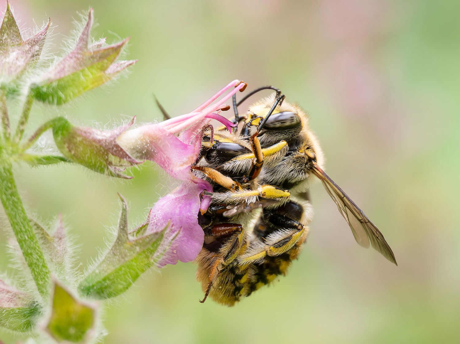 Entomologische Einteilung der Kopulationsstellungen
