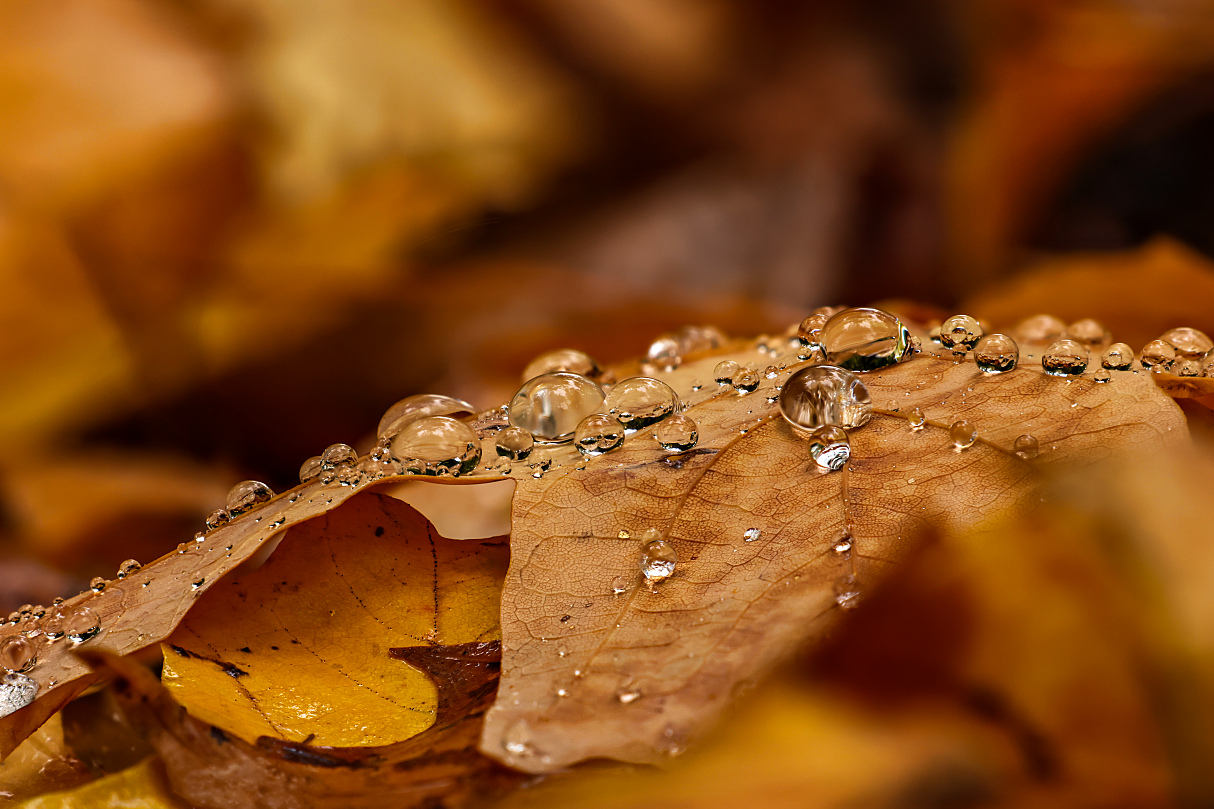 Herbstperlen