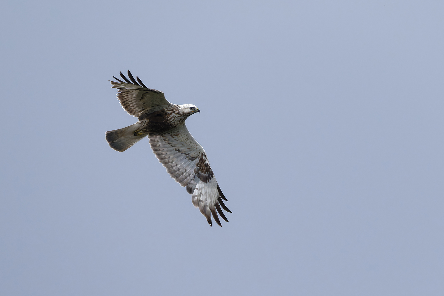Raufußbussard