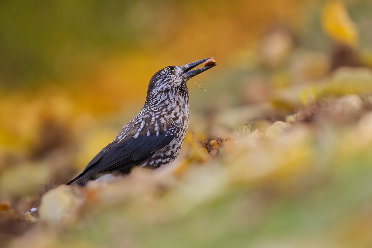 Sibirischer  Tannenhäher im Herbstlaub