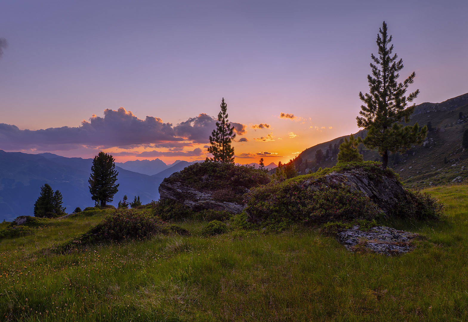 Abendstimmung an der Baumgrenze
