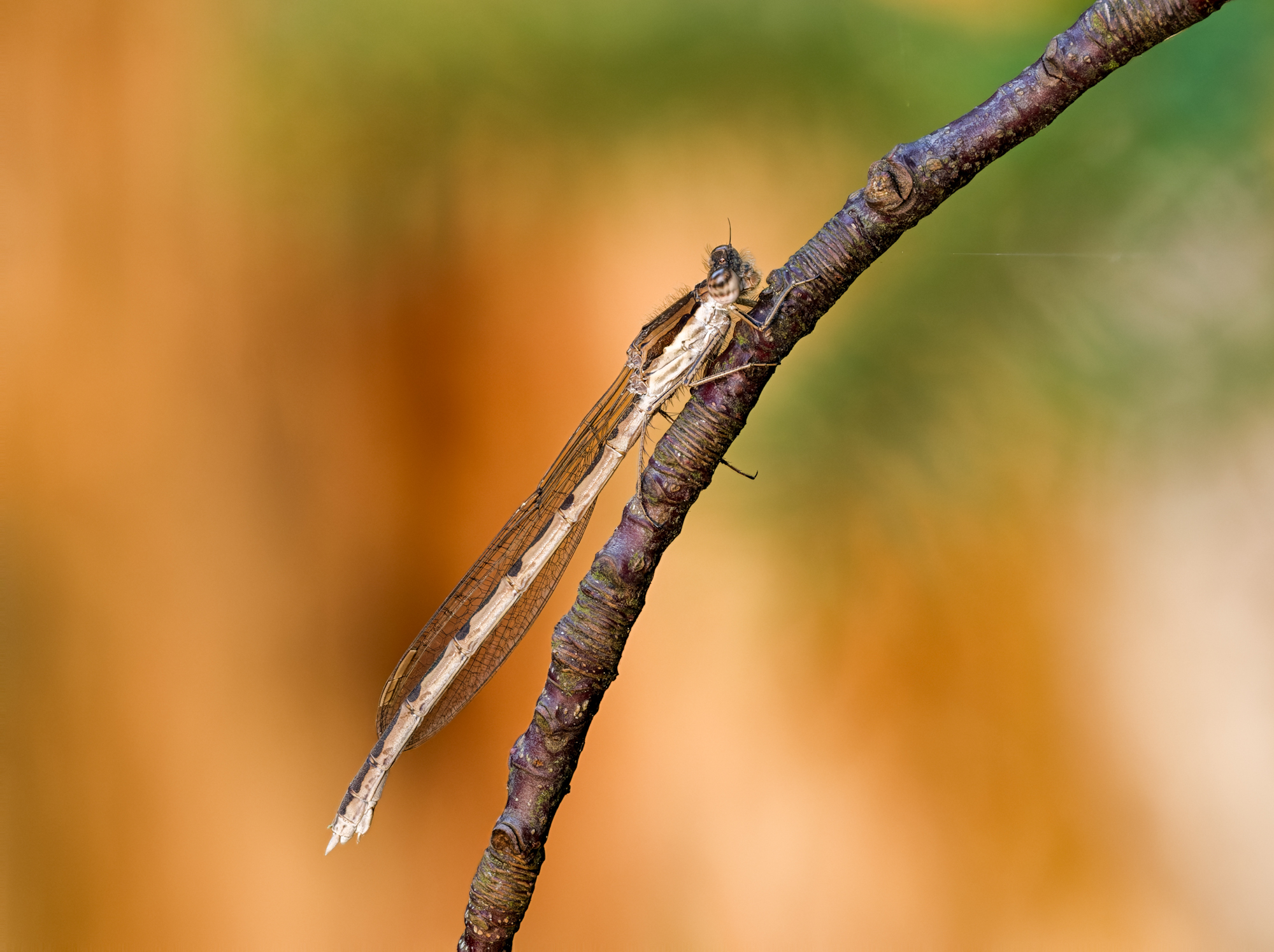 Gemeine Winterlibelle (Sympecma fusca)